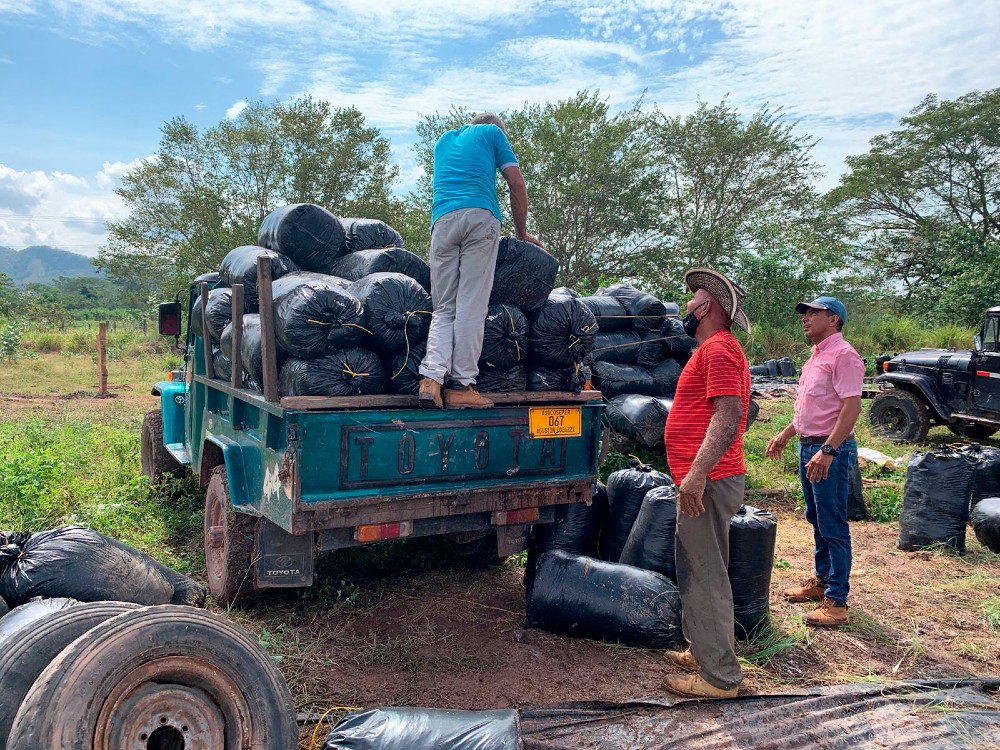 Ensilaje En El Caribe Seco5 AGROSAVIA