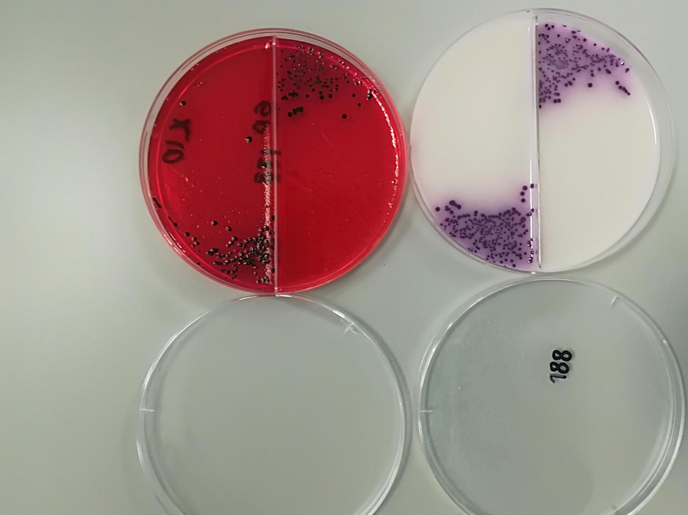 La tecnología y el enfoque de Una Salud están revolucionando la vigilancia de Salmonella en Colombia