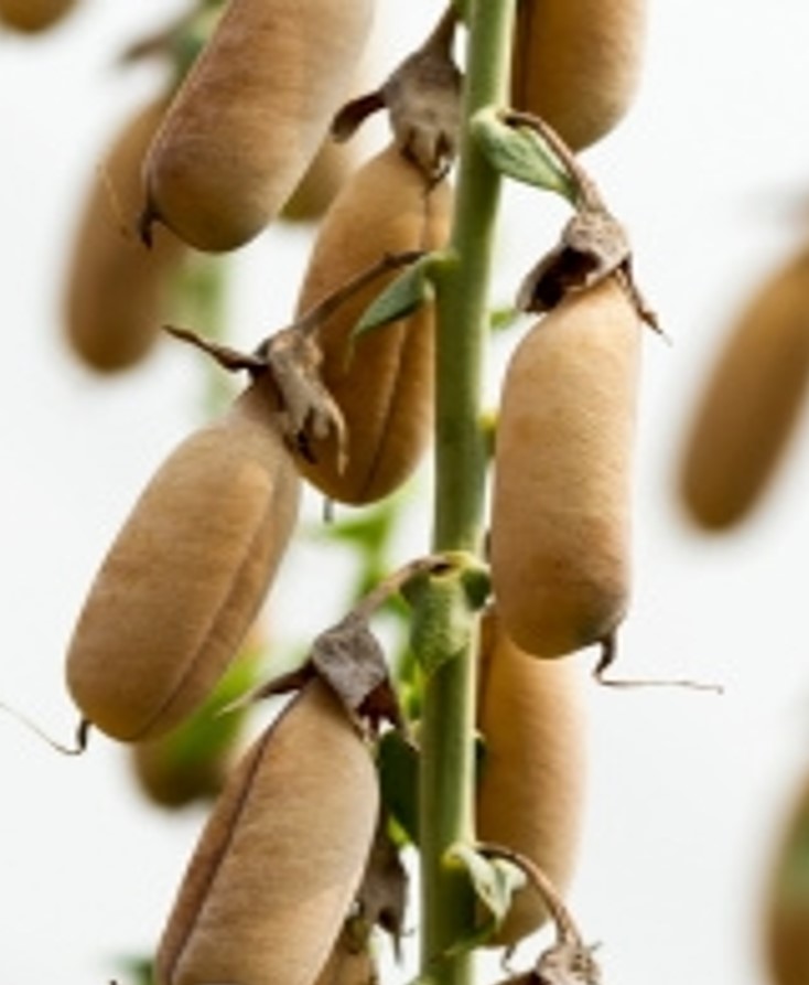 Crotalaria 3
