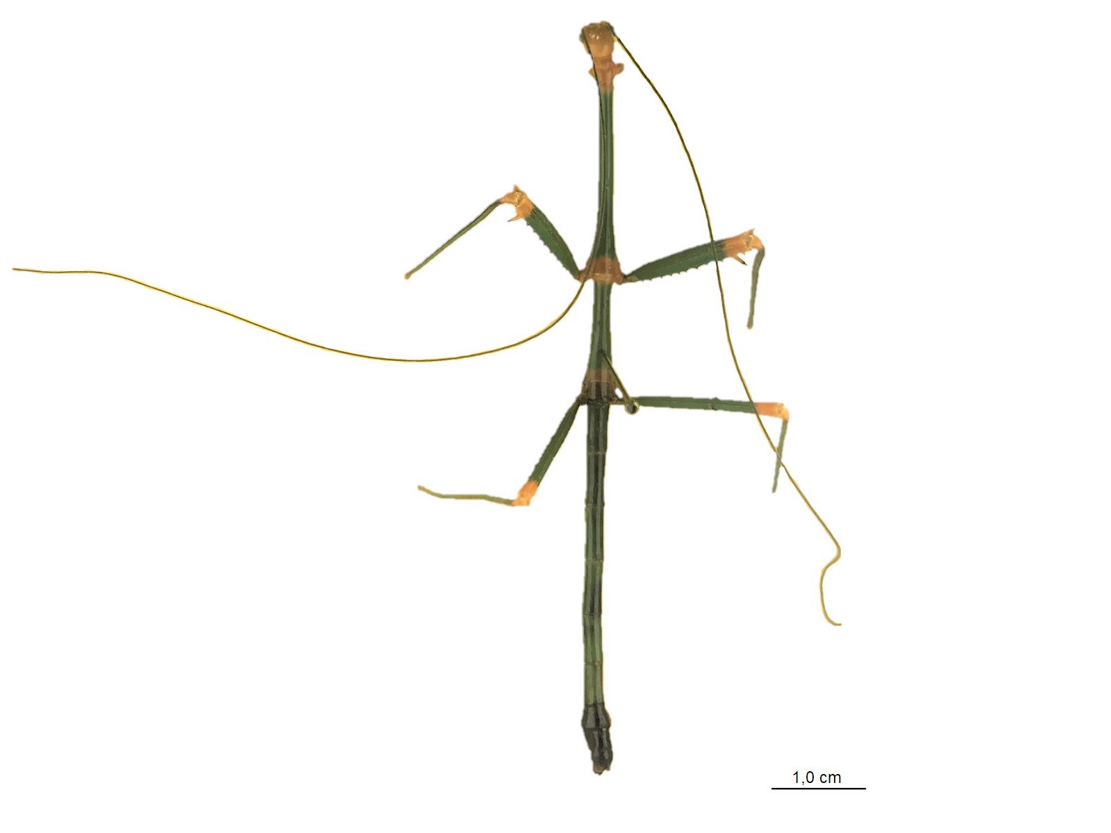 Oncotophasma aurantiaviridiata Murcia, Cadena-Castañeda and Silva, 2020 