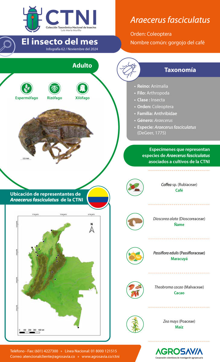 A9 Araecerus Fasciculatus FB 616