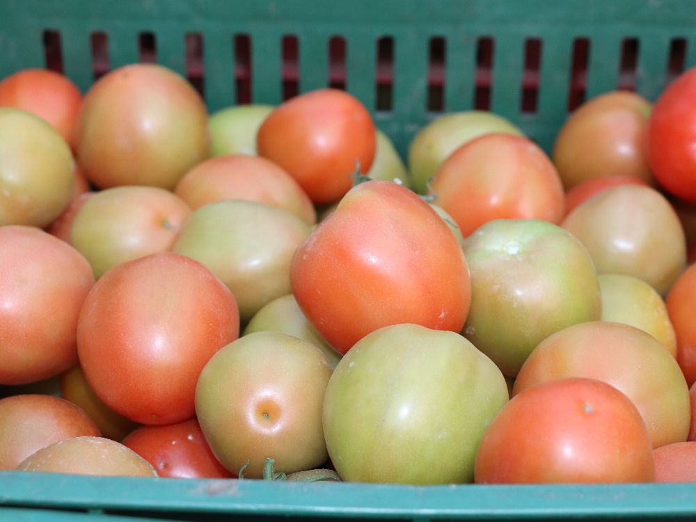 Aplicación Tomate4 AGROSAVIA