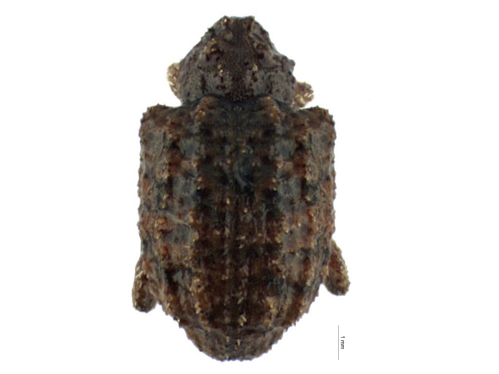 Phyrdenus muriceus (Germar, 1824) 