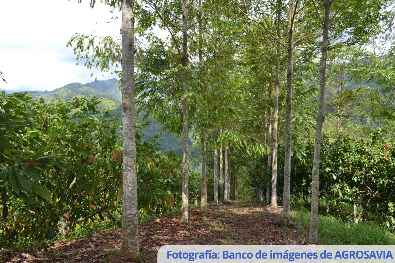 Cacao agroforestry model with fine tropical woods