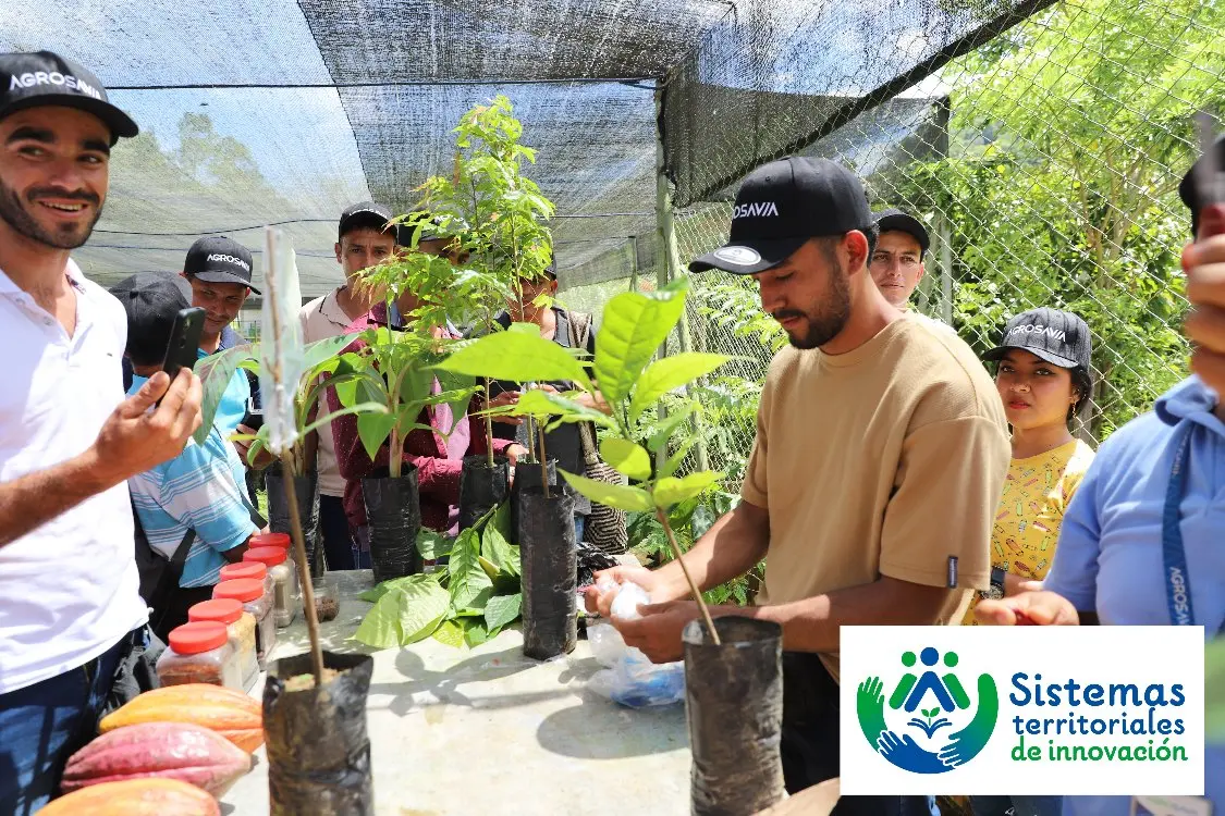 Productores Del Catatumbo Fortalecen Con AGROSAVIA Su Conocimiento En Cacao2 Fotor Webp