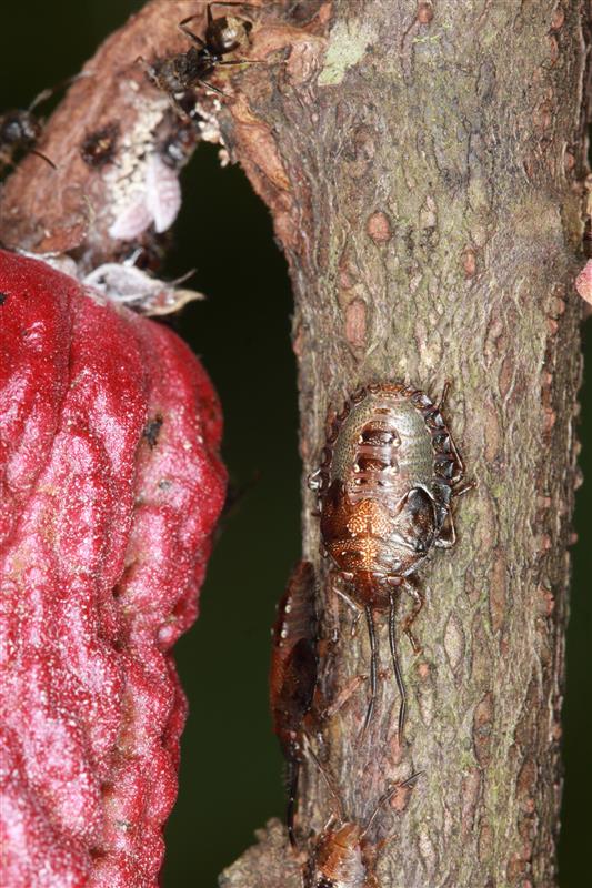 Manejo, Paisaje Y Microhabitat Cacao3