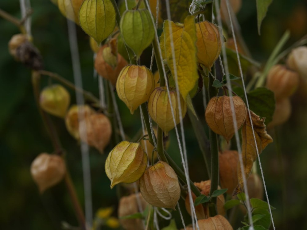 AGROSAVIA busca mitigar los efectos del Fusarium en los cultivos de uchuva para el beneficio de los pequeños agricultores
