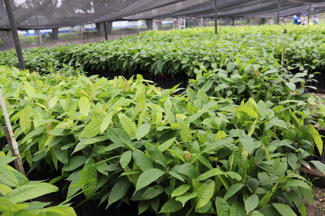 El cultivo de cacao en Colombia va bien, pero puede estar mejor