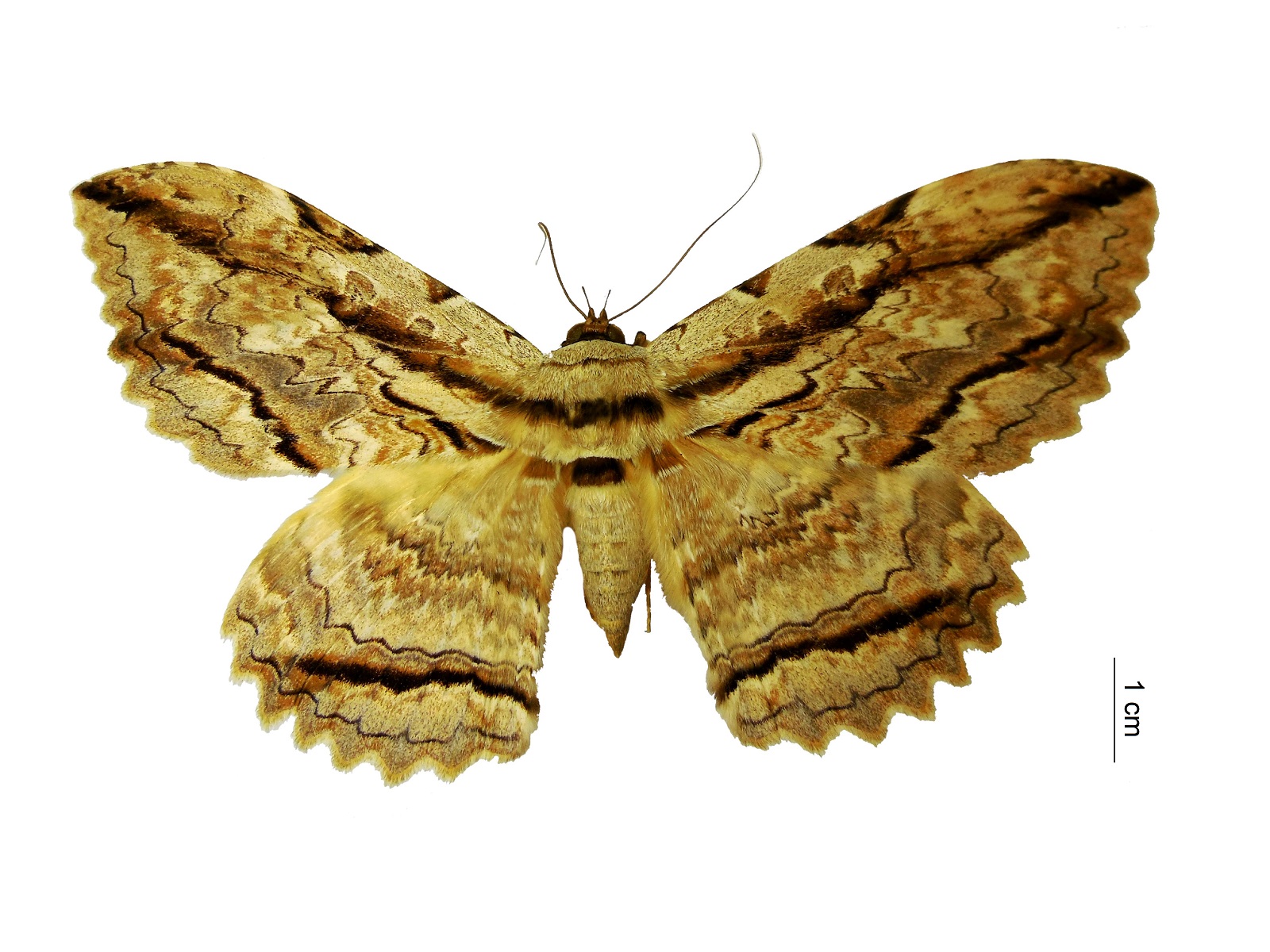 Thysania zenobia (Cramer, 1777) 