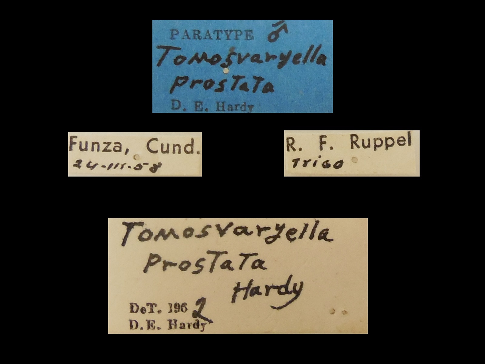 Tomosvaryella prostata Hardy, 1963