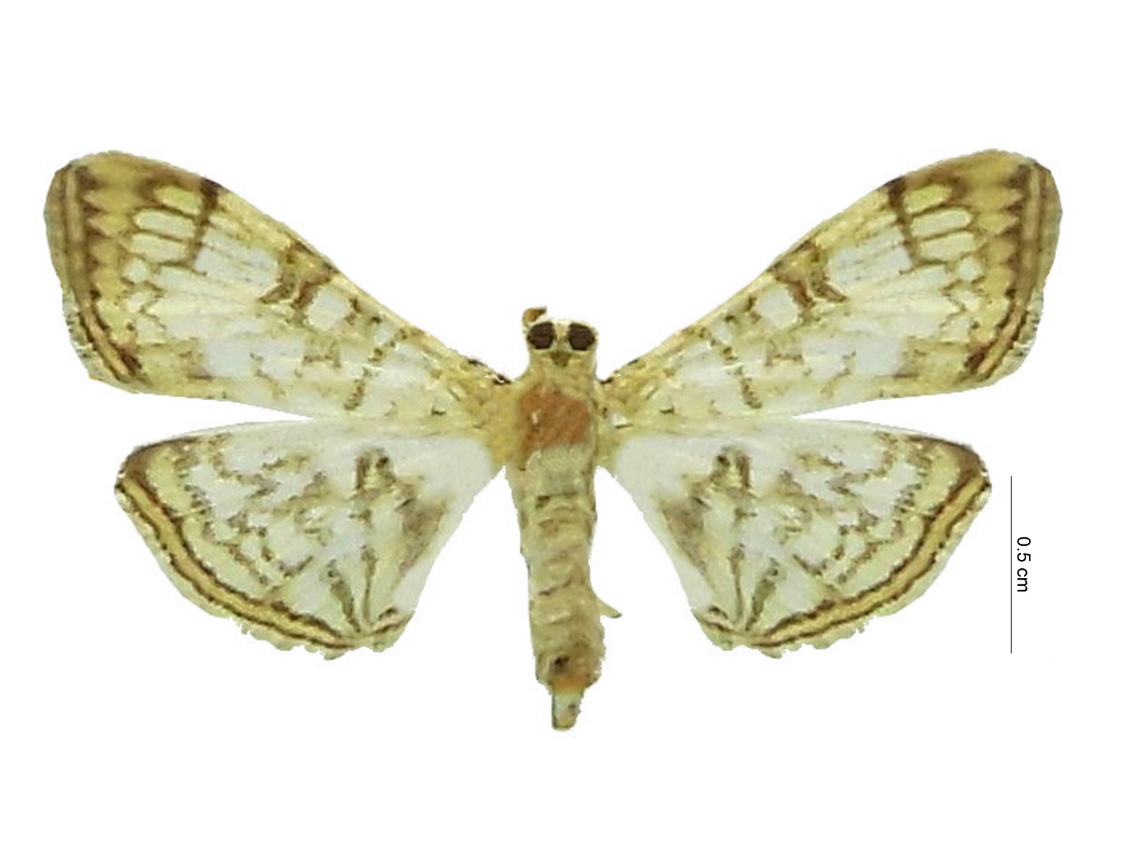 Bocchoropsis pharaxalis Druce, 1895 