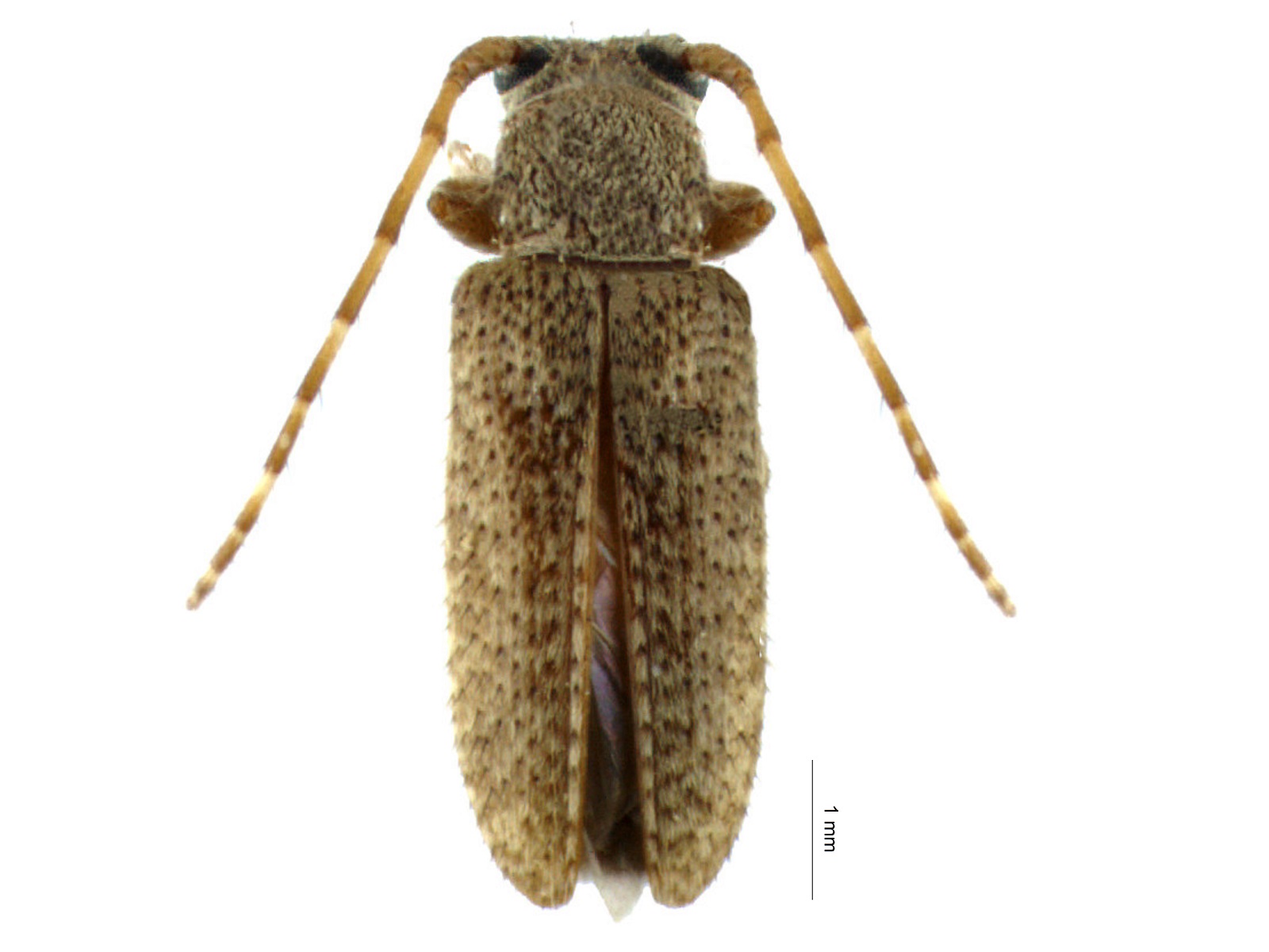 Estola sp.