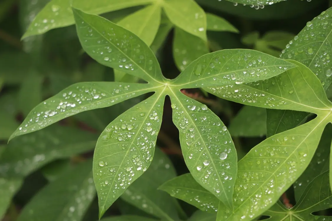 Sistemas De Túneles De Yuca5 Fotor Webp