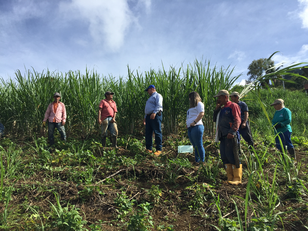 Acompañamiento A Cañicultores AGROSAVIA