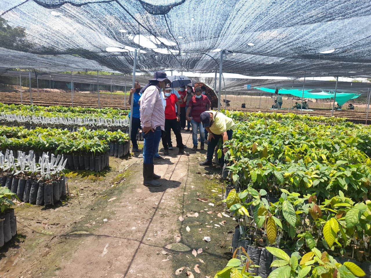 Diez Firmantes Del Acuerdo De Paz Conocen La Oferta Tecnológica De AGROSAVIA7