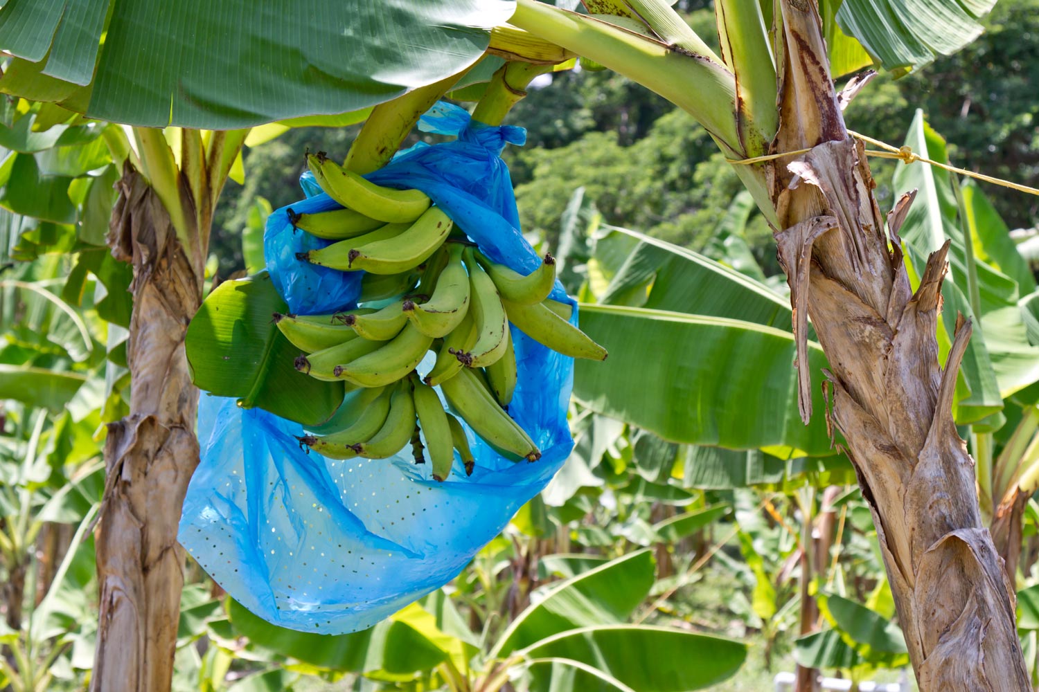 Recomendaciones de fraccionamiento de la fertilización integrada para la producción de plátano