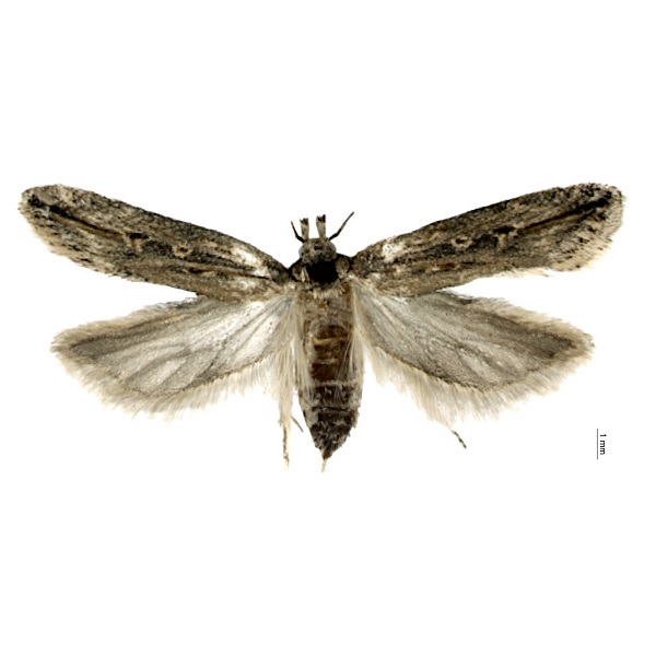 Gelechiidae