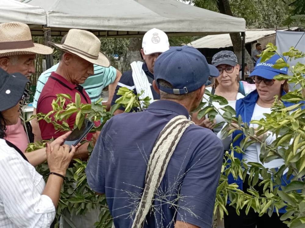 Combatir el patosistema Diaphorina citri y la HLB: un esfuerzo conjunto de productores e investigadores que fortalece la sanidad de los cítricos en Colombia