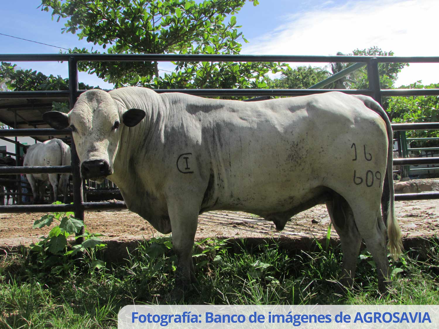 Banco De Imágenes AGROSAVIA (1)