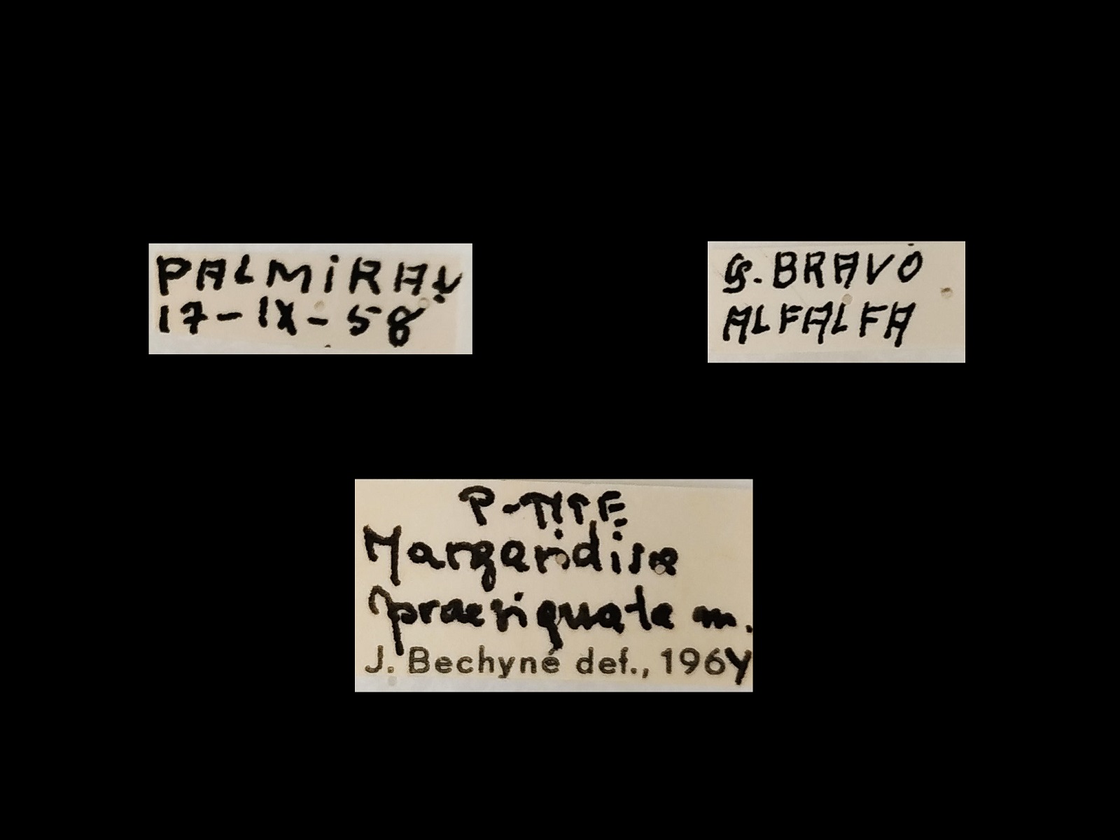 Margaridisa praesignata聽Bechyn茅, 1997