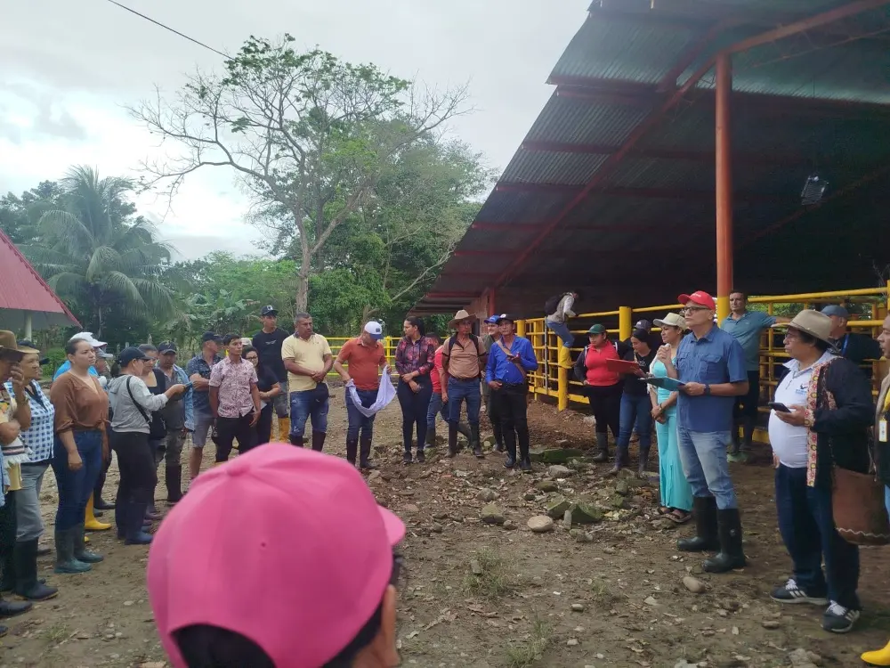 90 Novillas fortalecen los sistemas ganaderos de doble propósito