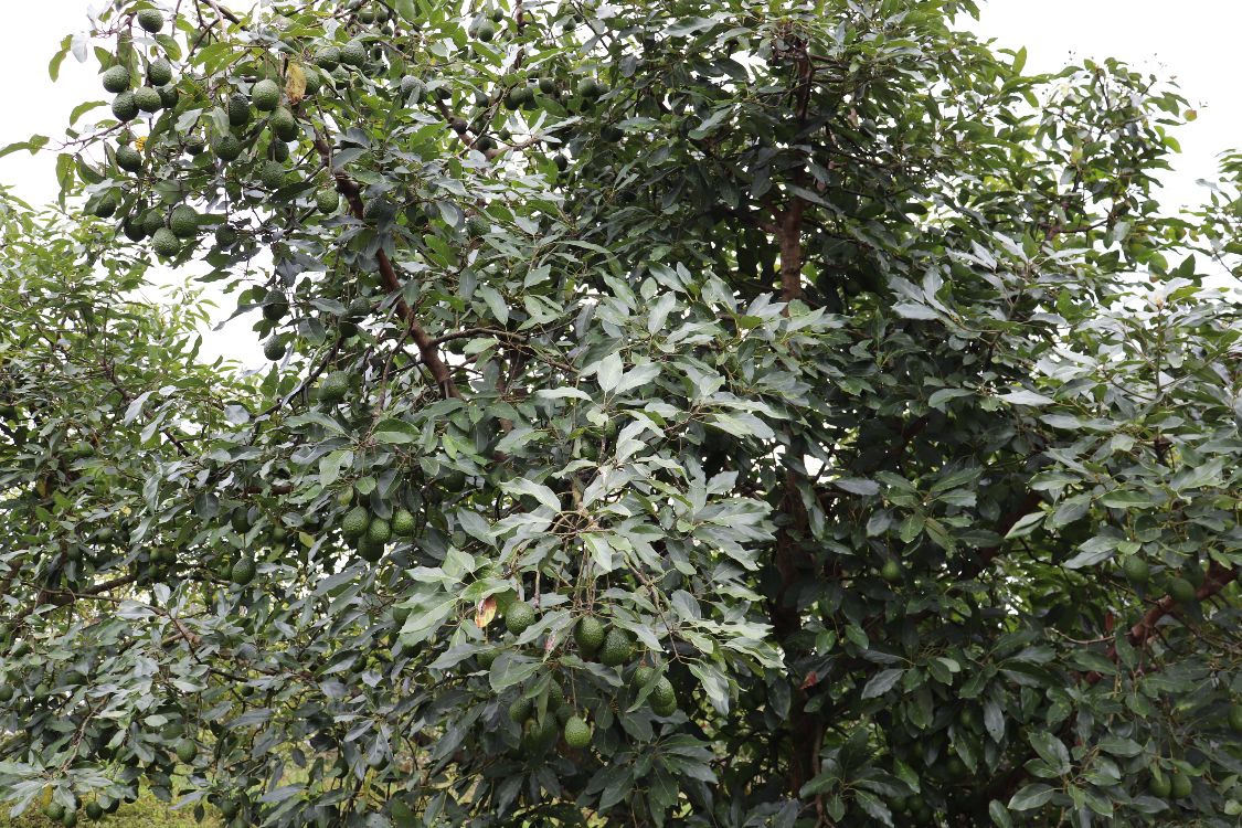 El Cultivo De Aguacate Una Alternativa Productiva Importante Para El País3 AGROSAVIA