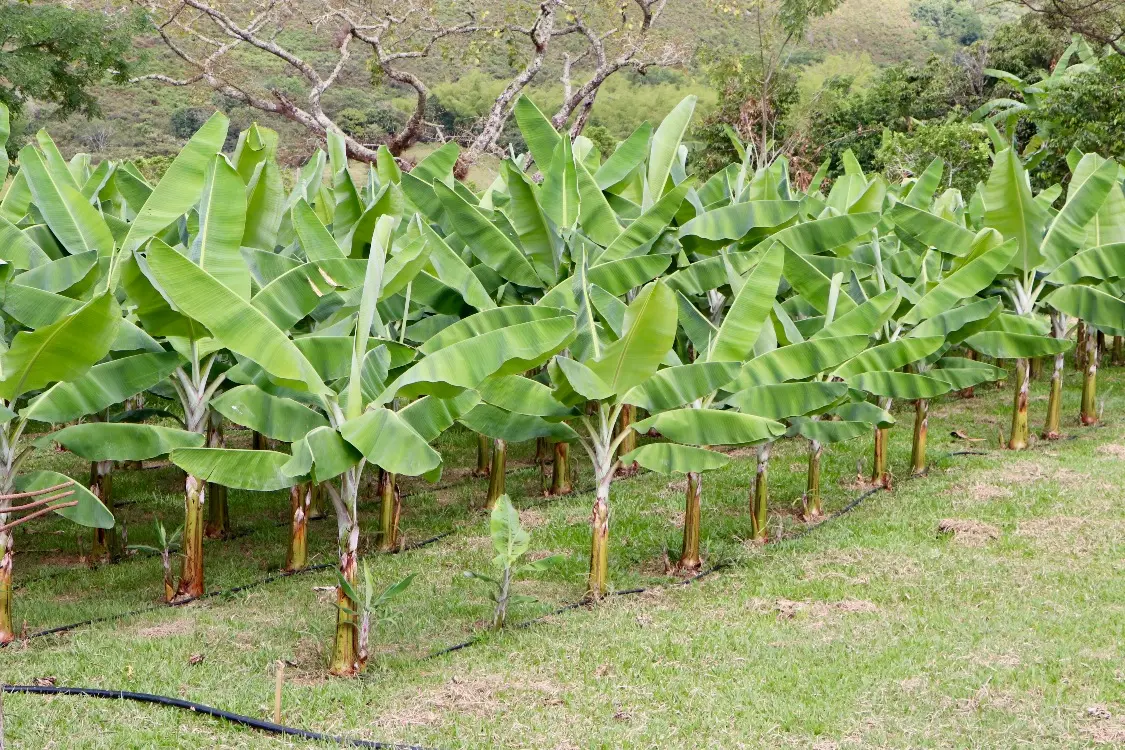 Tello bets on the new generations to reclaim its banana crown