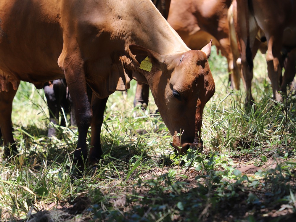 ASOCOGAN Y AGROSAVIA Firman Convenio2 AGROSAVIA