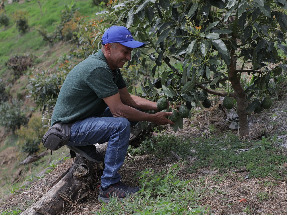 El aguacate Hass caucano dispone de la aplicación tecnológica especializada TECNOHASS