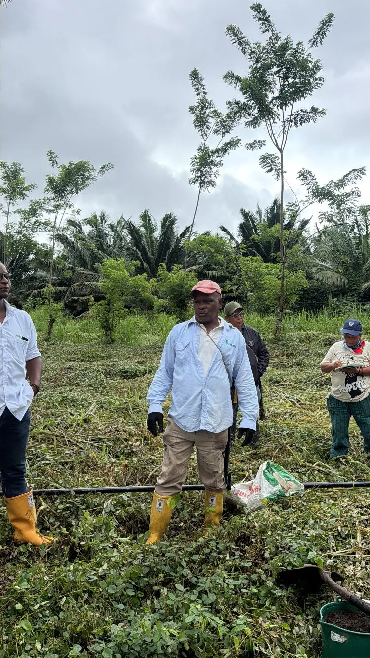 AGROSAVIA Fortalece La Conservación Y Producción De Chontaduro2 Fotor Webp