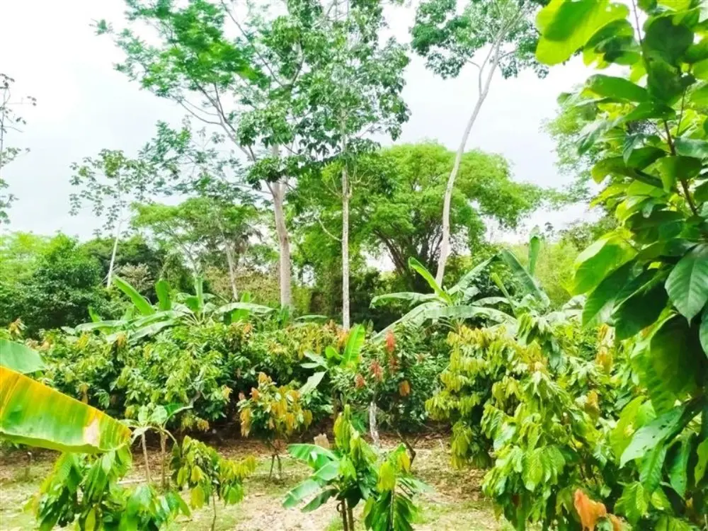 AGROSAVIA Lucha Contra La Desertificación4 Fotor Webp