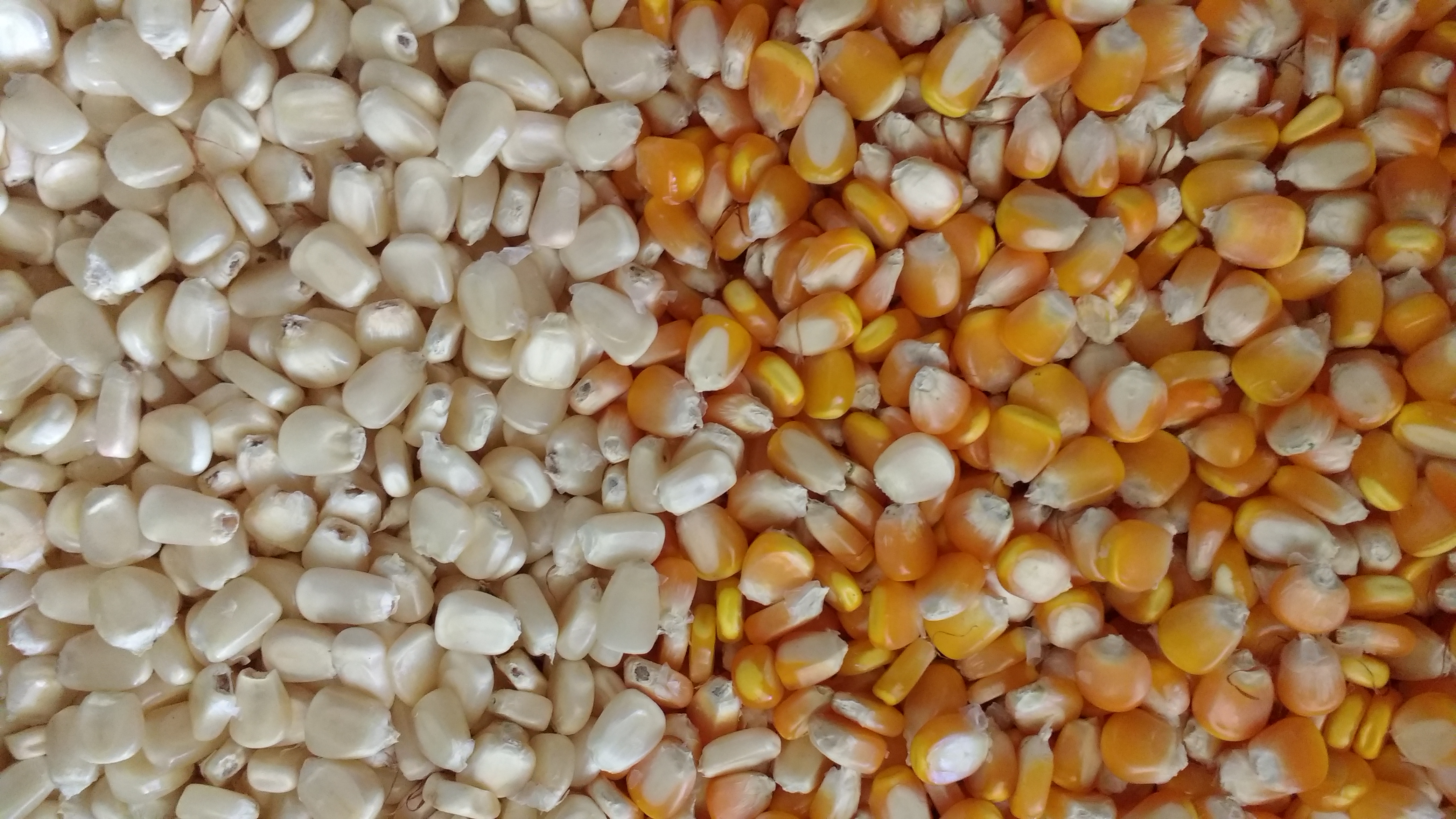 Producción de semilla básica y certificada de maíz