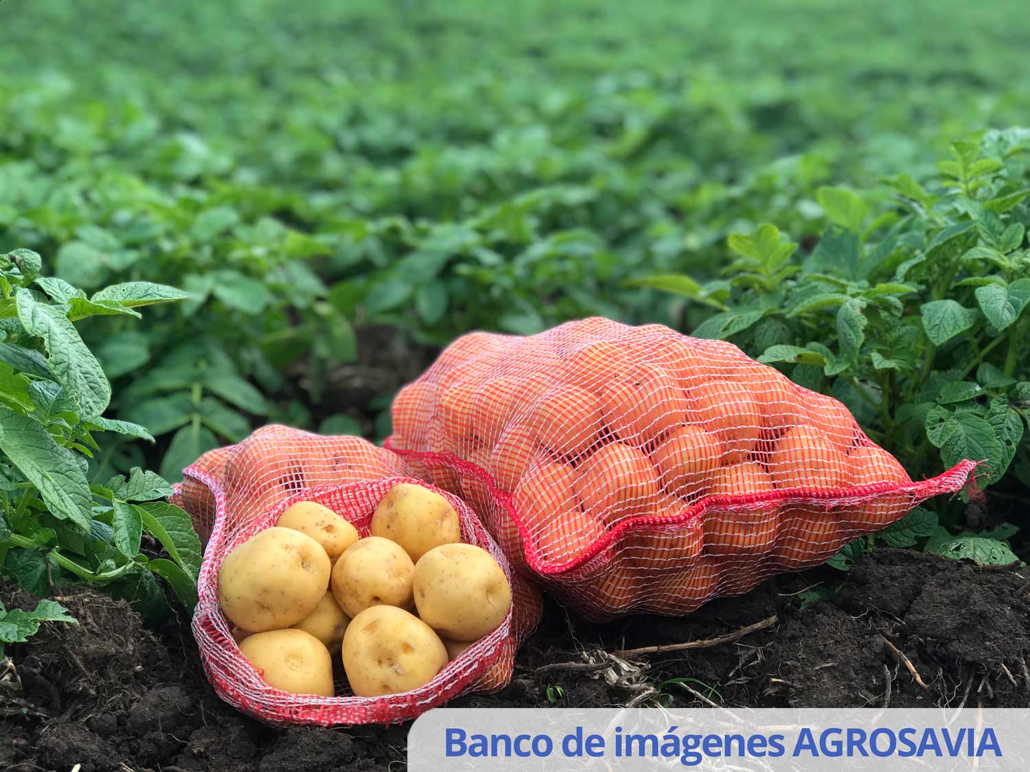 Banco De Imágenes AGROSAVIA 3