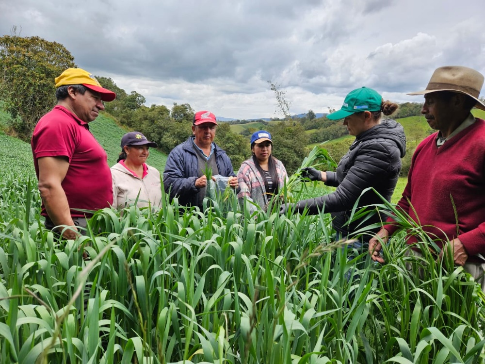 Tecnologías para pequeños productores de leche del Sur de Nariño