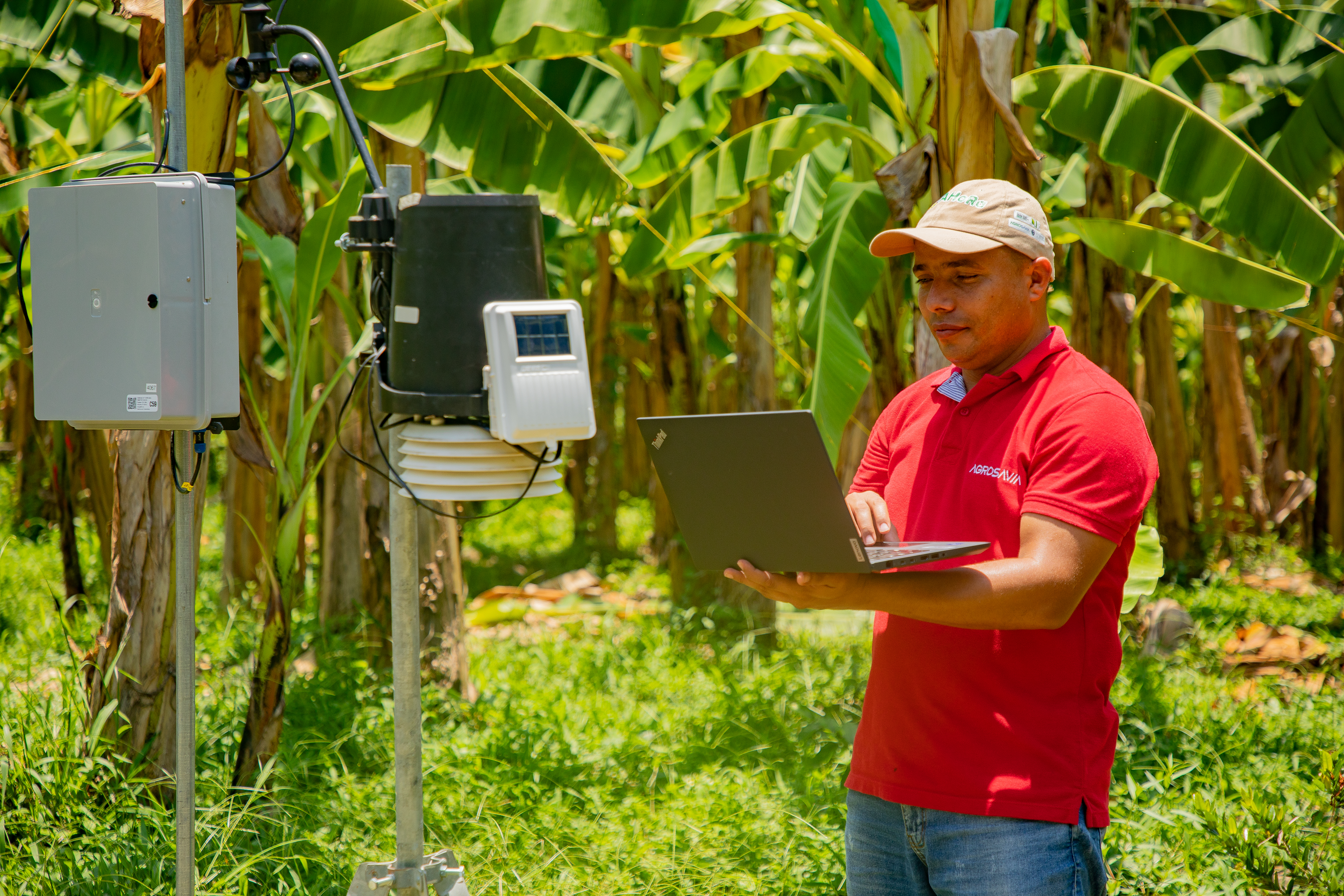 °AHoRa Colombia: aplicativo para productores de musáceas