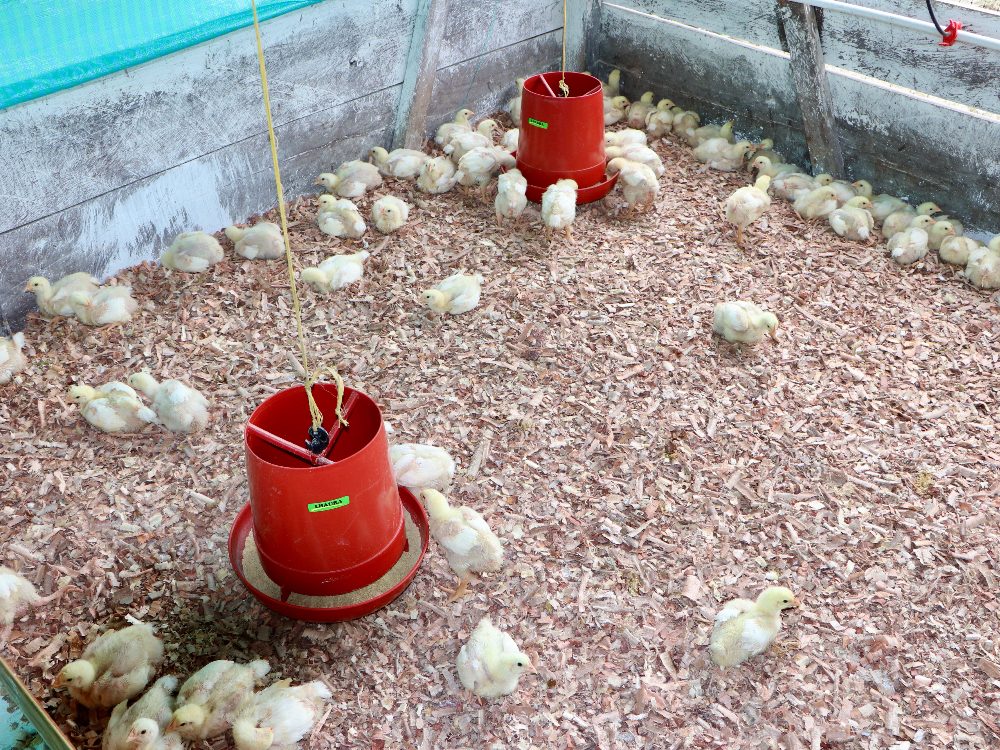 Cierre Proyecto Jovenes Rurales Nariño7 AGROSAVIA