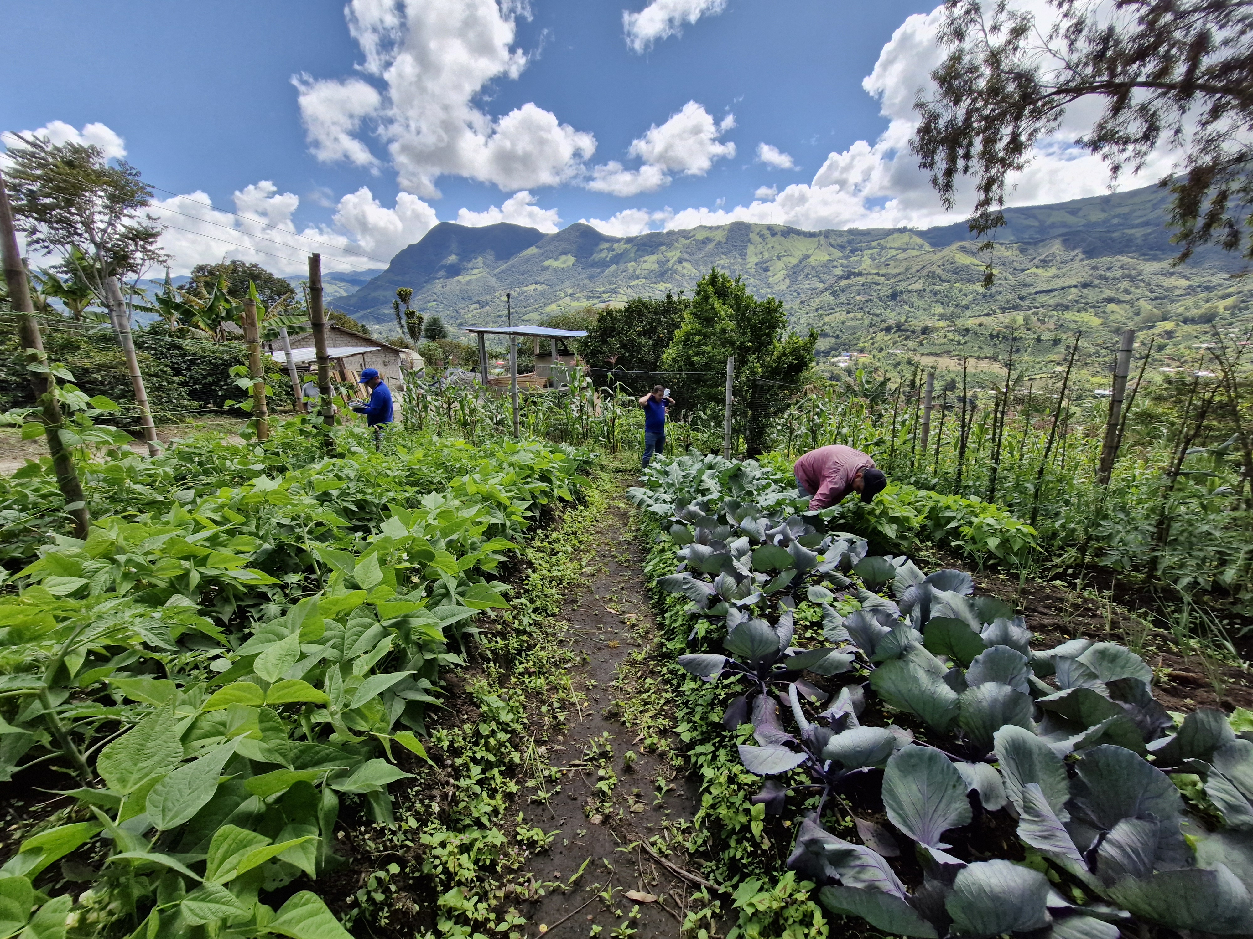 Fotografía 5 Diversidad Productiva Colón Génova Nariño