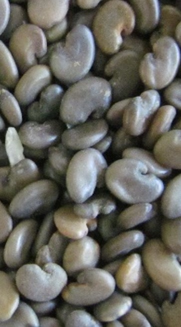 Crotalaria 5