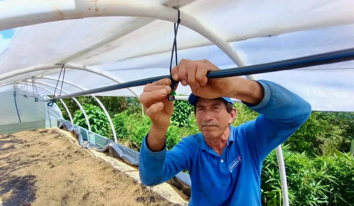 AGROSAVIA, junto a la Gobernación del Tolima, impulsan el futuro del plátano en el departamento, con un sistema integral de semilla de calidad


