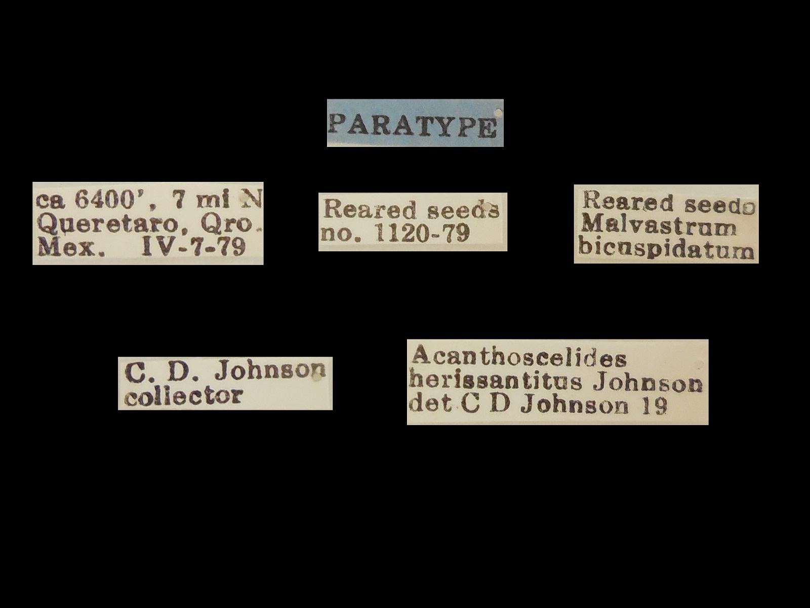 Acanthoscelides herissantitus Johnson, 1983