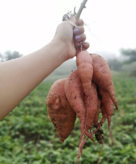 Variedad de Batata AGROSAVIA-AURORA