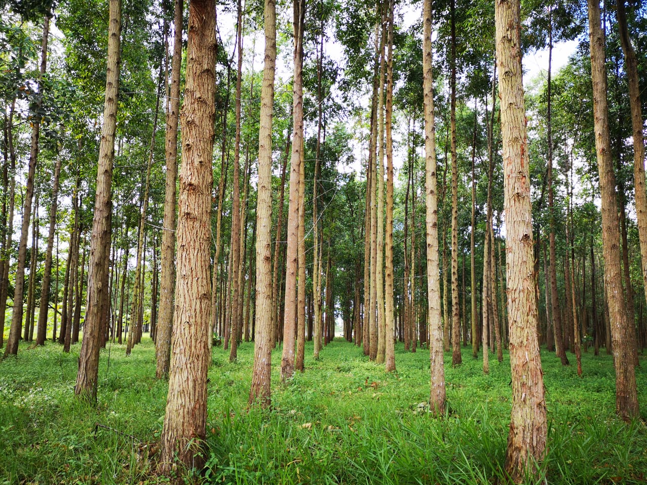 <p><em>Eucalyptus pellita</em> F. Muell.</p>