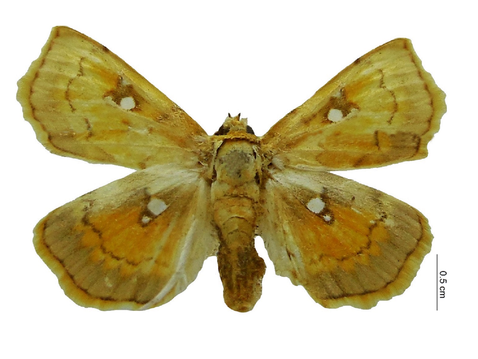 Cacographis osteolalis Lederer, 1863 