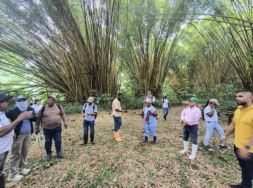 Restauración De Los Bosques5 Fotor Webp