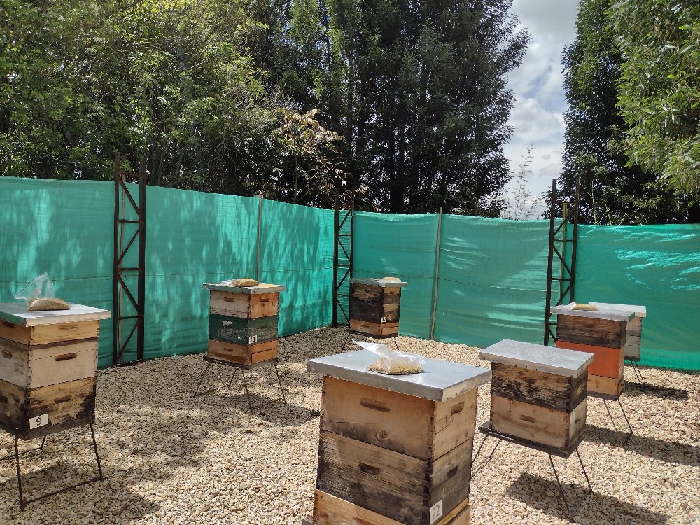 Lanzamiento PV Apicultura2 AGROSAVIA