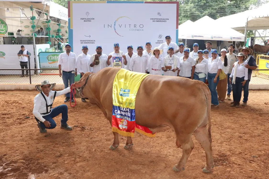 Turipaná 'El Jefe', the Grand Champion Romosinuano