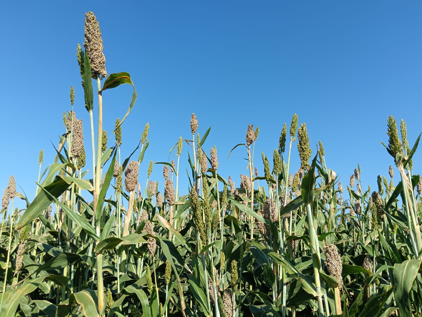 Producción de material vegetal de sorgo AGROSAVIA JJT-18