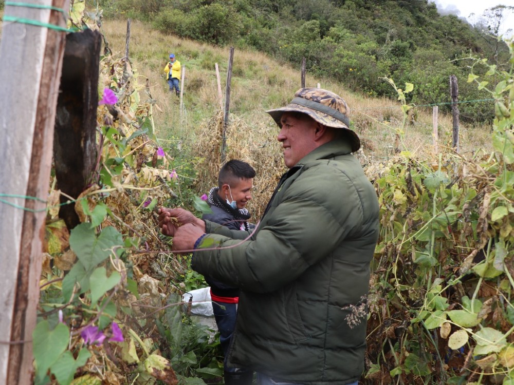 Cosecha Semilla Arveja4 AGROSAVIA