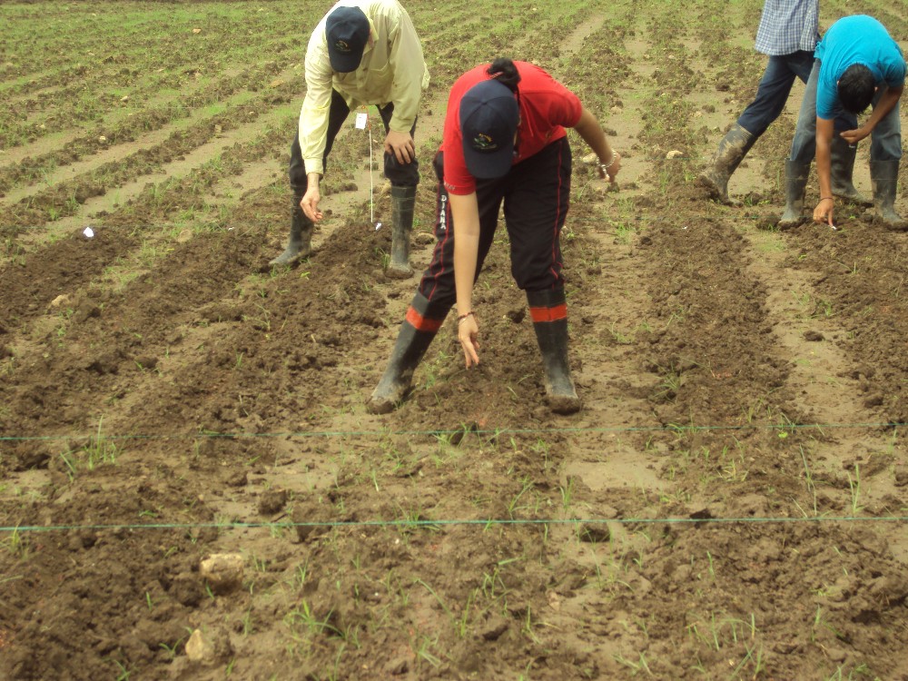 Los suelos agrícolas de Colombia se están deteriorando