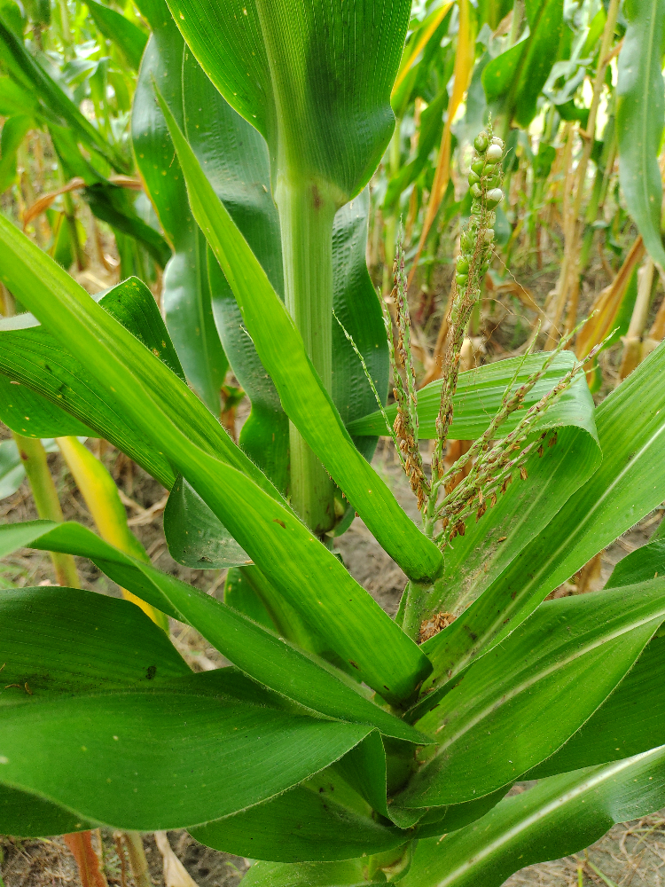 Achaparramiento Del Maíz Un Problema Serio, Para Una Solución Con Ciencia6 AGROSAVIA